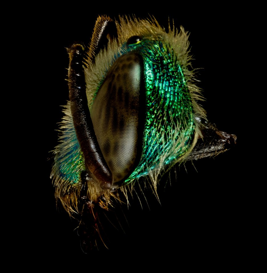 Agapostemon splendens, f, faceside, anne arundel, md 2014-07-09-13.29.22 ZS PMax