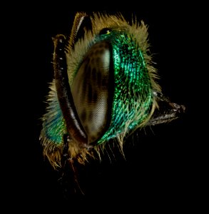 Agapostemon splendens, f, faceside, anne arundel, md 2014-07-09-13.29.22 ZS PMax photo