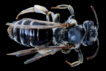 Andrena rehni, f, back, New Haven Co. CT 2020-02-17-14.45.56 ZS PMax UDR (1)