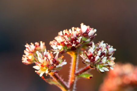 Saxifrage photo