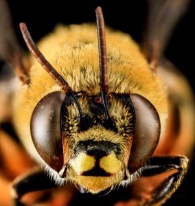 Centris lanipes, F, Face, Puerto Rico 2013-07-05-16.07.22 ZS PMax photo