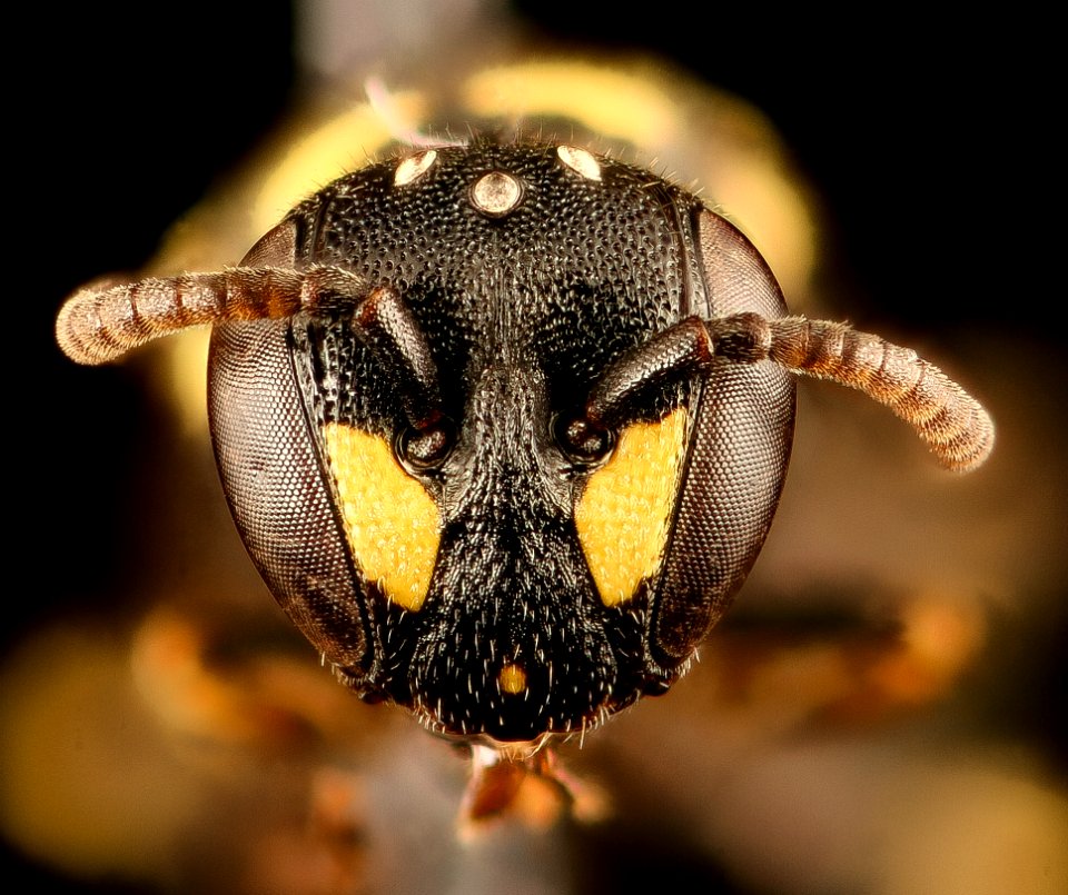 Hylaeus pictipes, f, face, Crawford Co., PA 2016-11-11-16.04