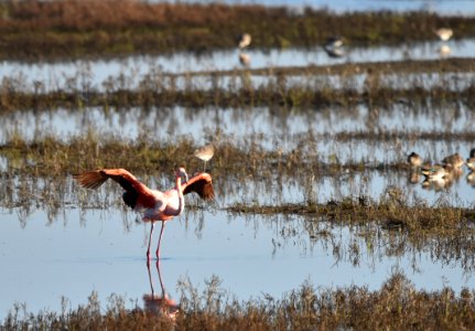 Flamingo Flap - 6 photo