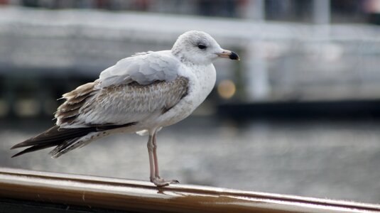 Nature water animal photo