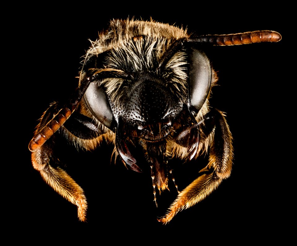 Andrena hybrida, F, Face, Greece, Aegean Islands, Lesvos, Aglassos 2015-02-24-14