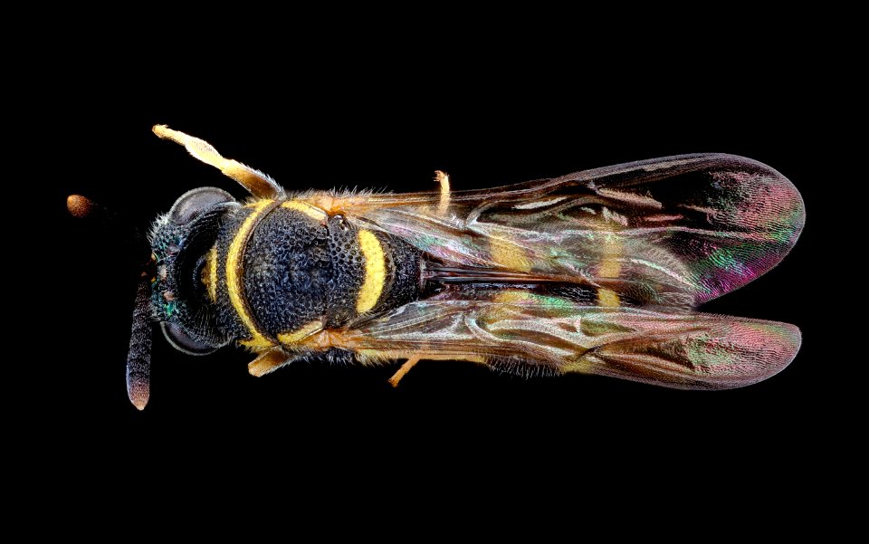 Leucospis affinis, f, back 2020-08-19-15.53.13 ZS PMax UDR