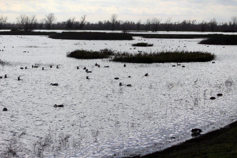Waterfowl foraging in wetland