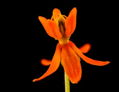 Asclepias tuberosa 2, butterfly-weed or Pleurisy root, Howard County, MD, Helen Lowe Metzman 2017-06-20-13.27