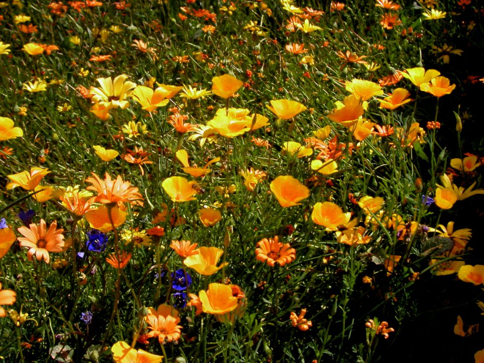 Yellow and Orange Carpet