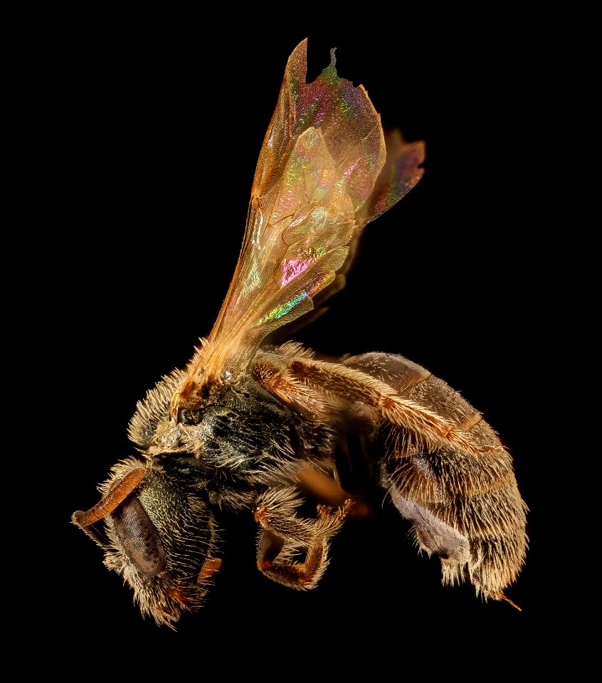 Lasioglossum incompletum, f, left, Pennington Co., SD 2018-08-15-18.11.59 ZS PMax UDR