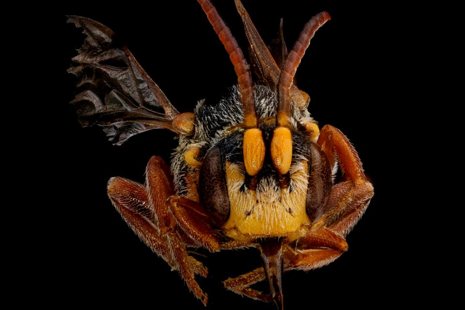 Nomada erigeronis, m, face, Mercer Co., NJ 2018-06-20-16.24.32 ZS PMax UDR