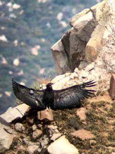 California condor chick #871 spreads its wings to the sun. photo