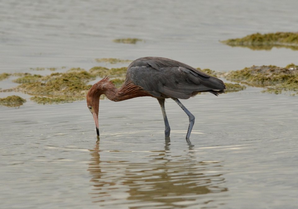 Egretta rufescens