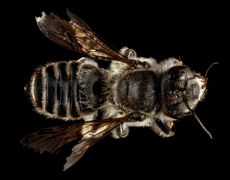 Lithurgopsis gibbosus, M, Back, GA, Baker County 2015-02-05-15.57.32 ZS PMax