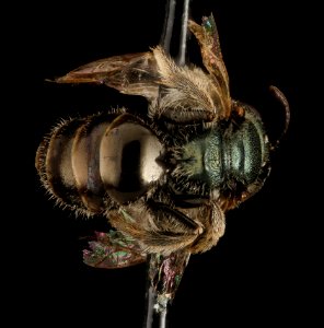Lasioglossum occidentale, F, Back1, WY, Lincoln County 2015-07-07-13.36.36 ZS PMax UDR