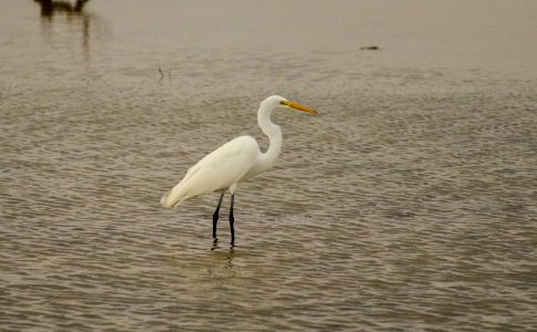 Ardea alba