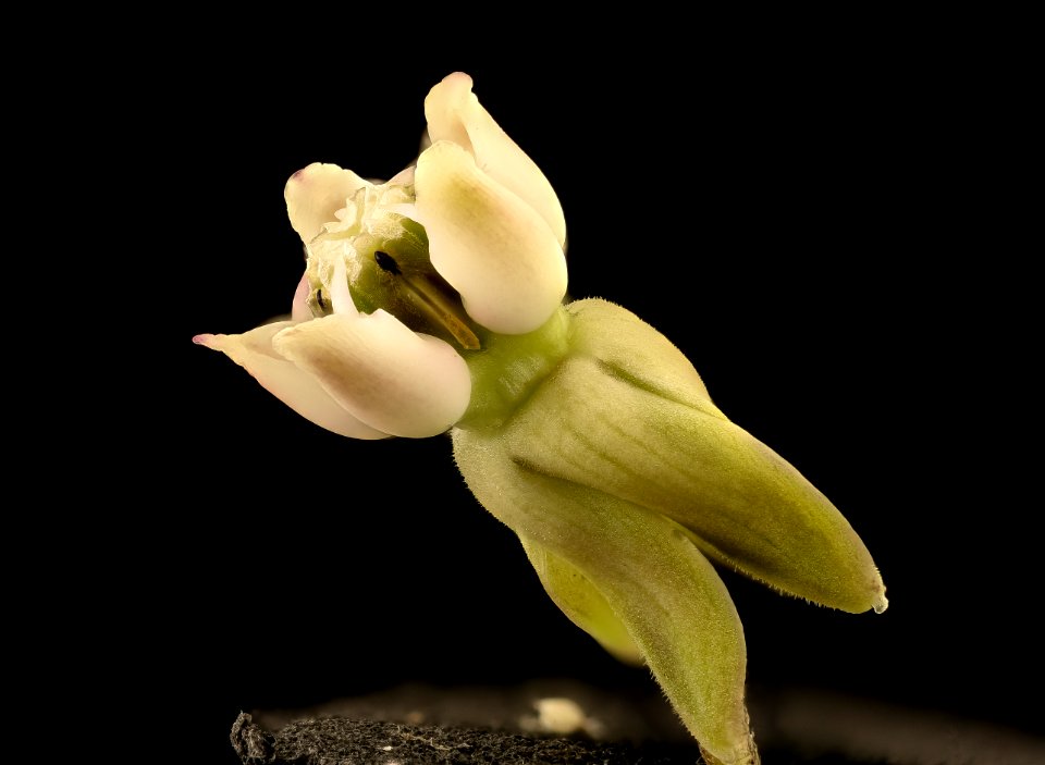 Asclepias syriaca 4, Common Milkweed, Howard County, MD, Helen Lowe Metzman 2017-07-19-13.00.38 ZS PMax UDR