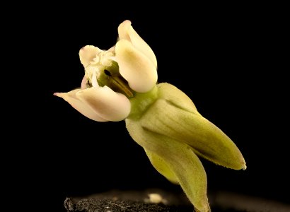 Asclepias syriaca 4, Common Milkweed, Howard County, MD, Helen Lowe Metzman 2017-07-19-13.00.38 ZS PMax UDR
