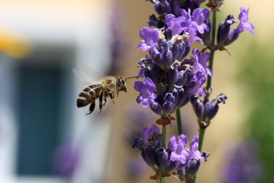 Insect blossom bloom