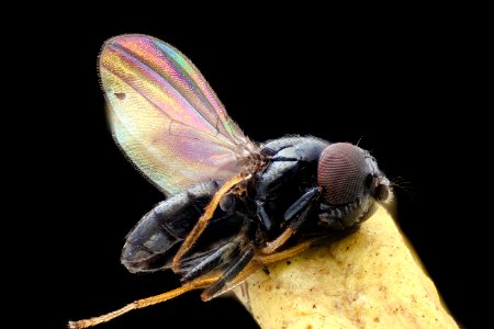 Minute fly 2, side, barc west 2020-10-21-20.40.24 ZS PMax UDR photo
