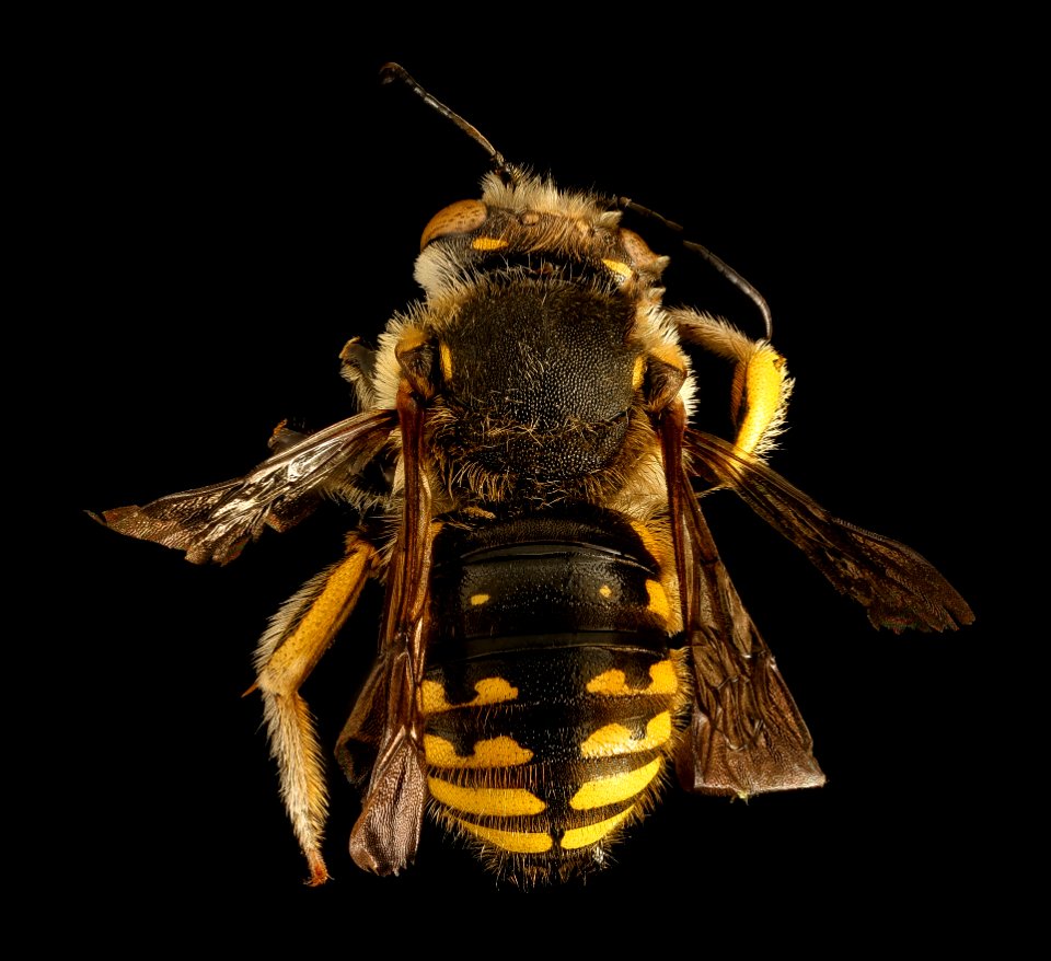 Anthidium manicatum, m, back, Middlesex Co, MA 2015-12-09-14.04