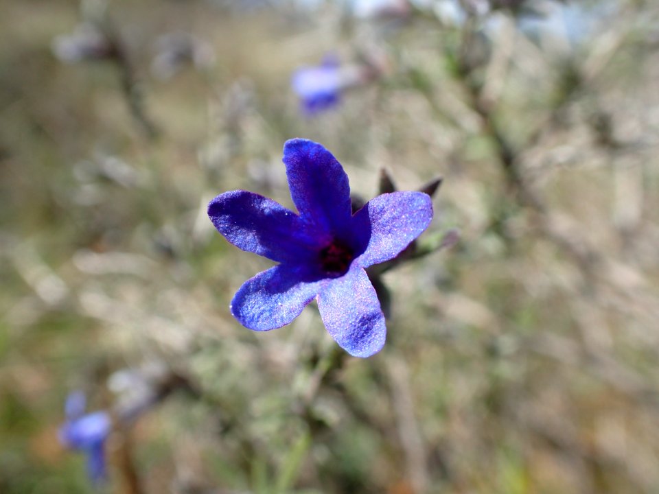FLORES DE LA RIBERA DEL DUERO VALLADOLID