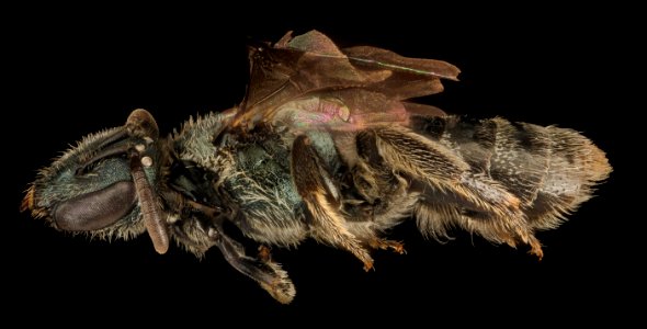 Lasioglossum taylorae, F, Side, MA Franklin County 2015-07-07-12.48.53 ZS PMax UDR photo