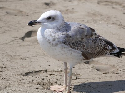 Sand beach water seagull