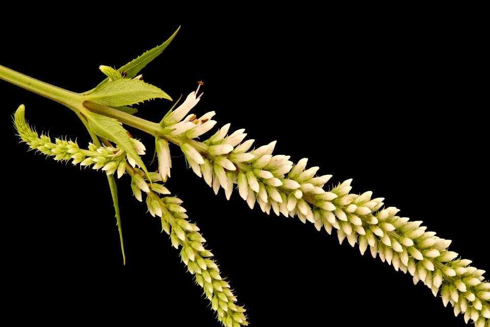 Veronicastrum virginicum, Culver's Root, GFG, Howard County, Md, Helen Lowe Metzman 2018-07-17-20.20.51 ZS PMax UDR