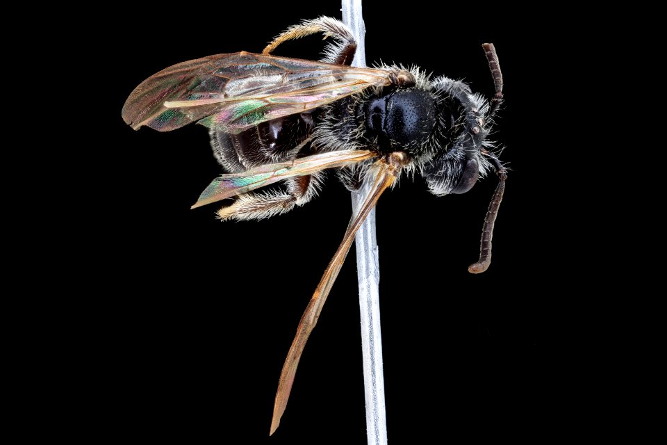 Andrena platyparia, m, back, Washington Co 2020-08-17-14.20.11 ZS PMax UDR