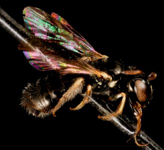 Ceratina arizonensis, side2, ca, santa barbara 2015-04-20-12.16.53 ZS PMax photo