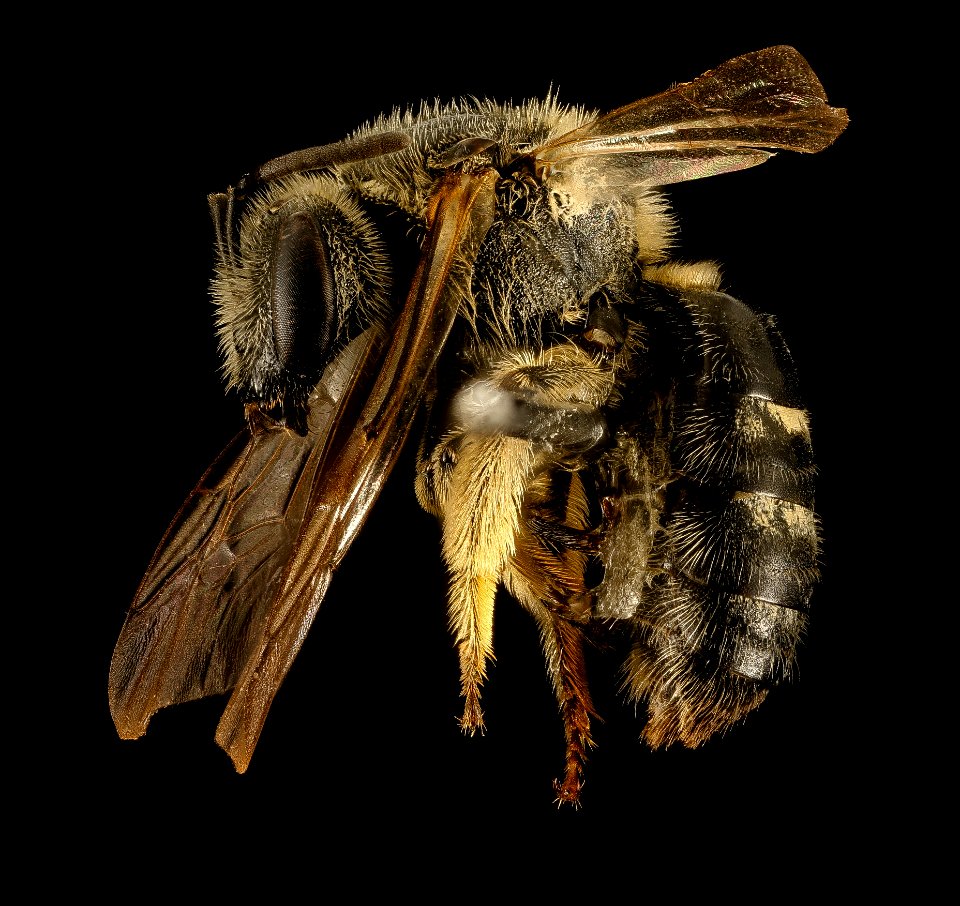 Lasioglossum forbesii, F, Side, VA, Warren County 2015-07-24-18.04.13 ZS PMax UDR