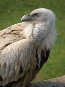 Head gyps himalayensis beak
