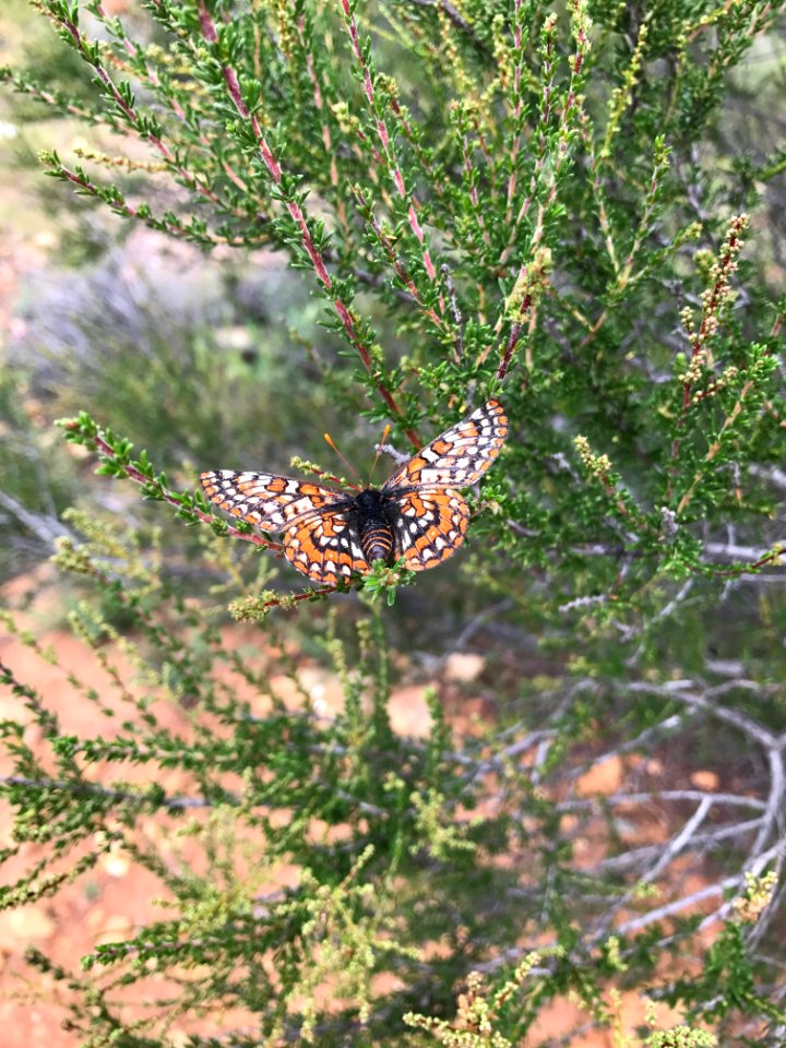 Quino checkerspot butterfly