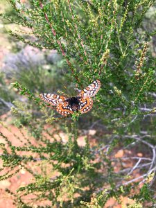 Quino checkerspot butterfly photo