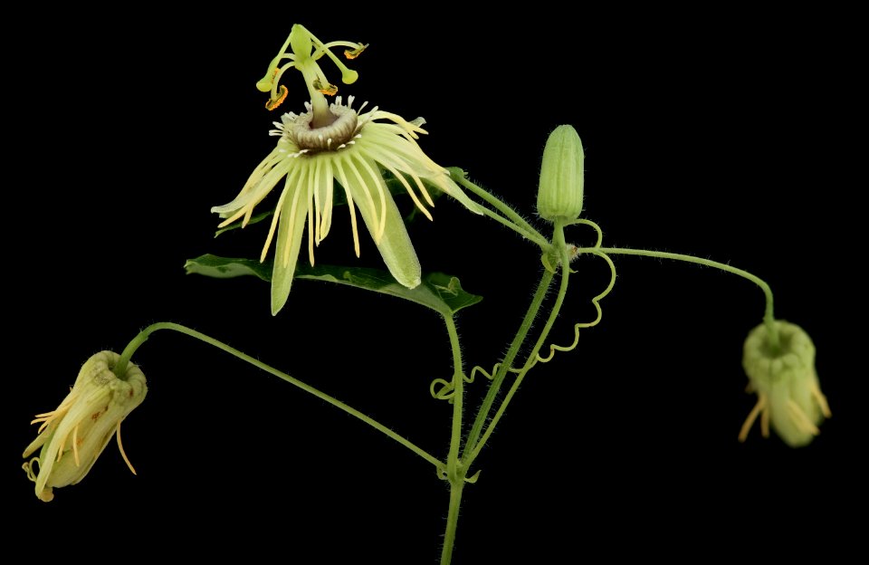 Passiflora lutea 4, Helen Lowe Metzman 2019-10-23-20.05.19 ZS PMax UDR