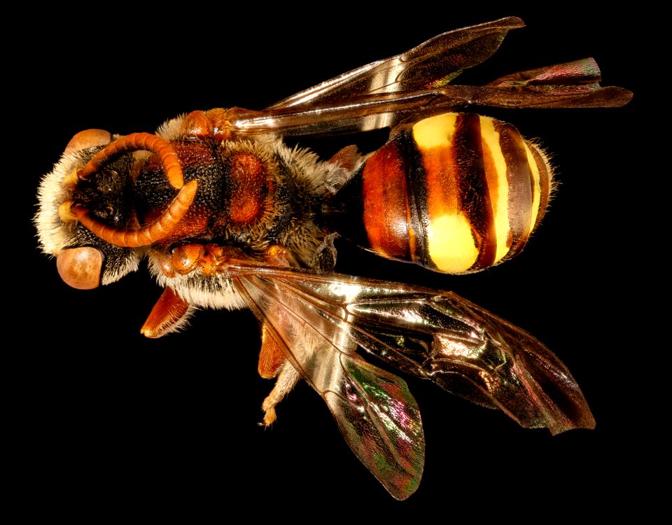 Nomada denticulata, m, back, Charles Co. Maryland 2016-06-27-16.02.25 ZS PMax UDR