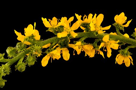 Agrimonia parviflora, Many-flowered Agrimony, Howard County, MD, Helen Lowe Metzman 2017-08-23-16.16