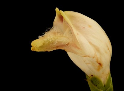 Chelone glabra 2, Turtlehead, Howard County, Md, Helen Lowe Metzman 2019-10-23-13.42.25 ZS PMax UDR