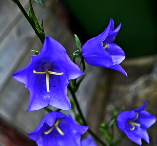 Flower blue bell photo