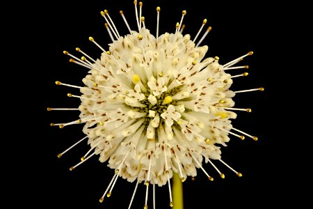 Cephalanthus occidentalis 2, Buttonbush, Howard County, Md, Helen Lowe Metzman 2018-07-13-18.34.54 ZS PMax UDR 1