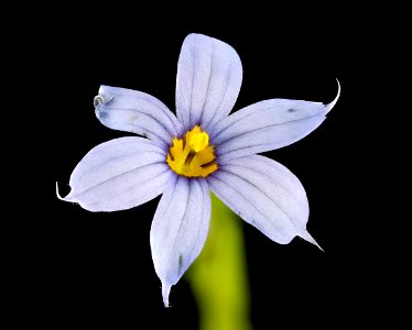 Sisyrinchium angustifolium, Narrow-leaf-blue-eyed-grass, Howard County, MD, Helen Lowe Metzman 2017-07-25-21.12