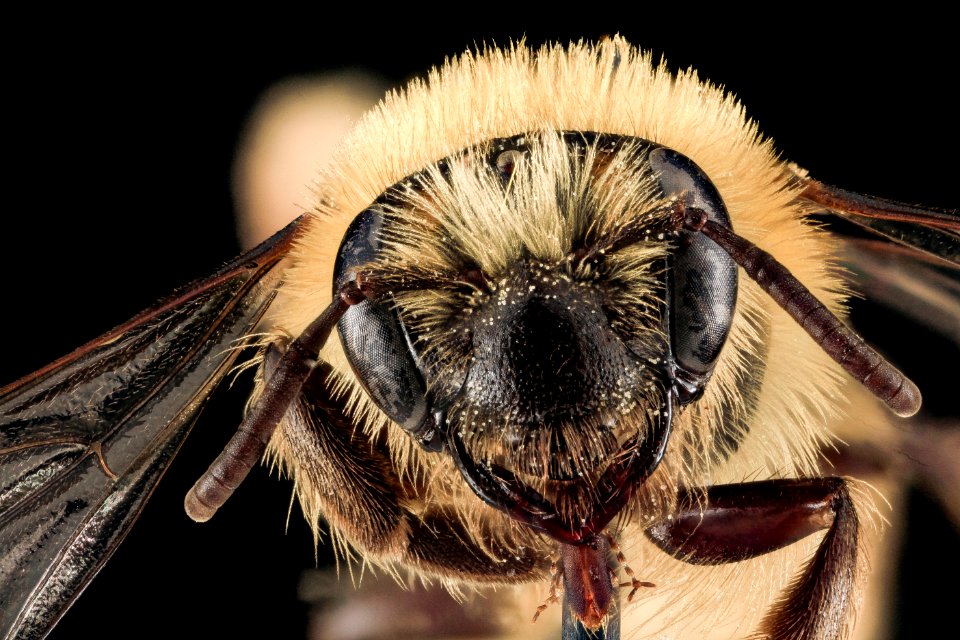 Andrena asteris, F, Face, WV, Hampshire County 2013-06-11-17.42.20 ZS PMax