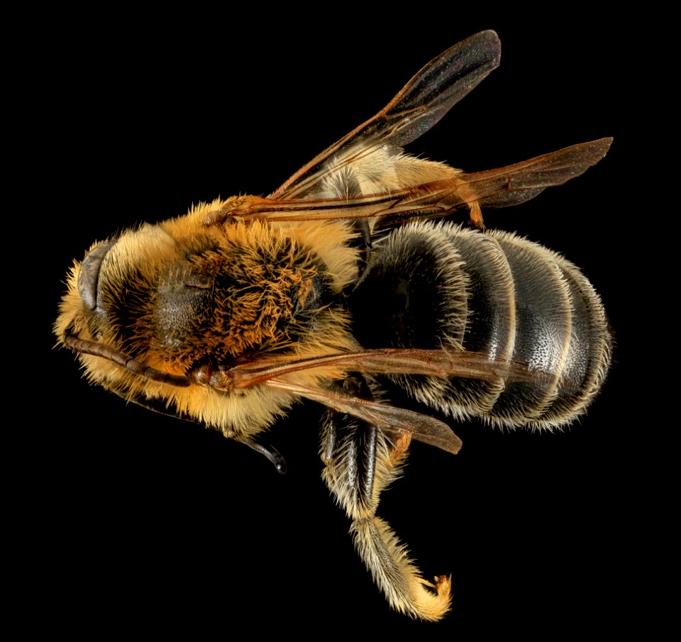 Melitta americana, M, Back, North Carolina, Moore County 2014-01-02-17.03.27 ZS PMax-Recovered