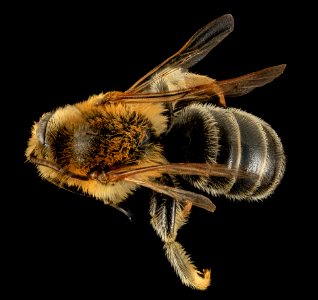 Melitta americana, M, Back, North Carolina, Moore County 2014-01-02-17.03.27 ZS PMax-Recovered photo