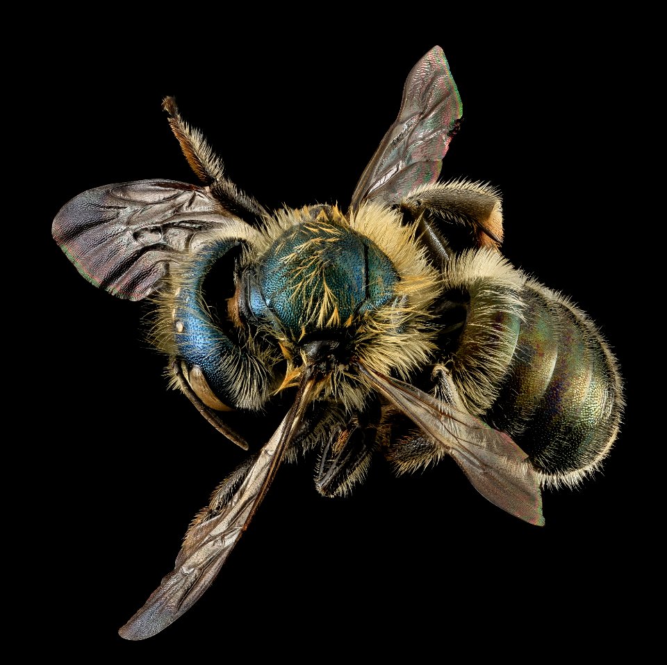 Osmia inspergens, F, Back, MA, Barnstable County 2014-04-13-13.19.21 ZS PMax