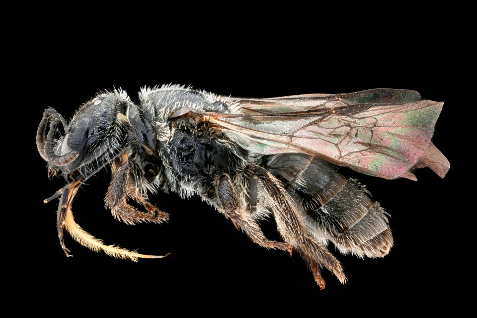 Dufourea monardae, f, left, Iowa 2020-02-17-16.39.50 ZS PMax UDR