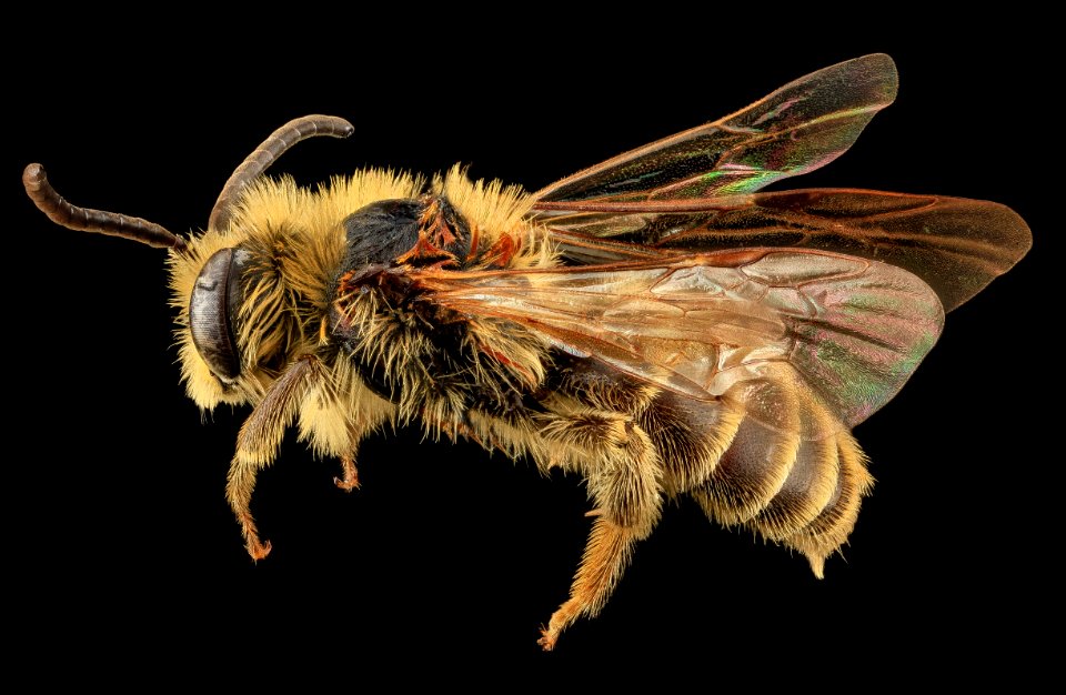 Andrena asteroides, U, Side, PG county, MD 2013-07-12-15.09.24 ZS PMax