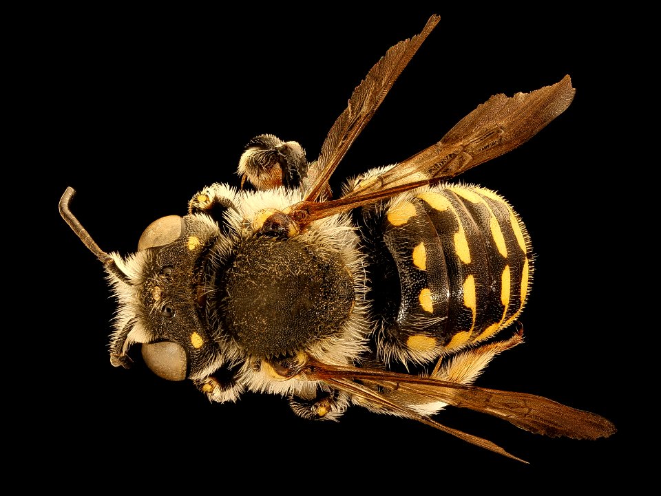 Anthidium utahense, m, back, Bramlett, CA 2019-03-22-07.57.10 ZS PMax UDR
