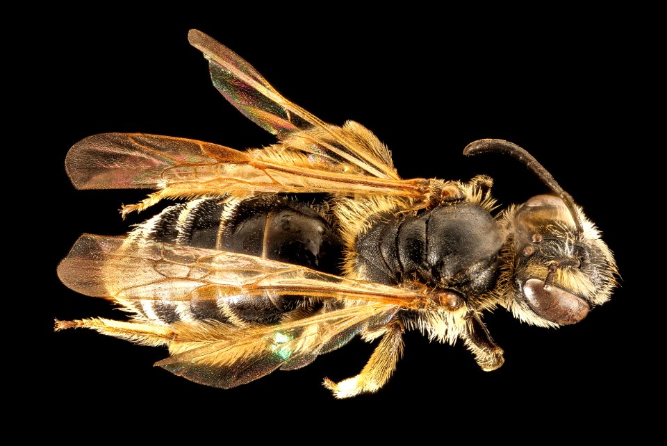 Andrena robertsonii, f, back, Baltimore Co, MD 2016-04-15-19.03